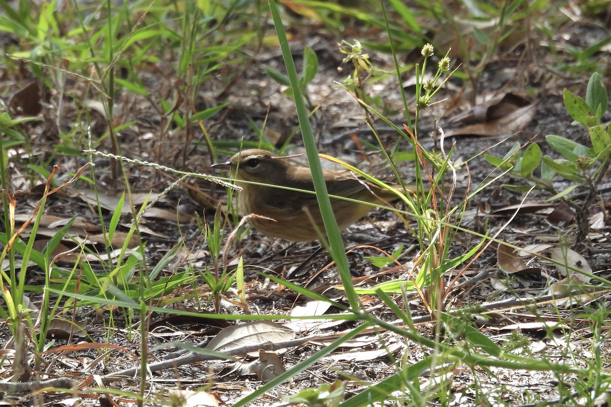 Palm Warbler - ML610293864