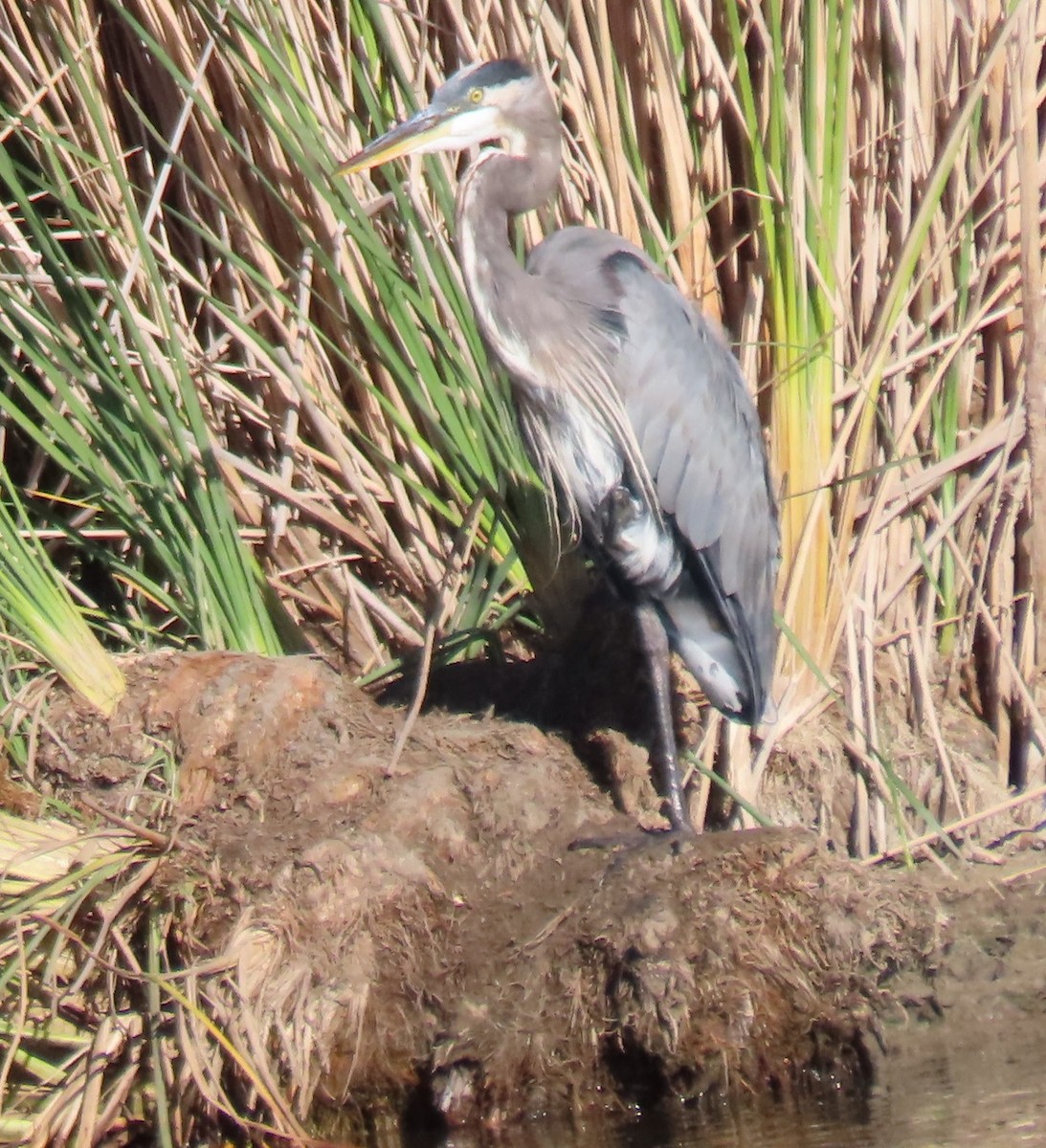 Great Blue Heron - ML610293933