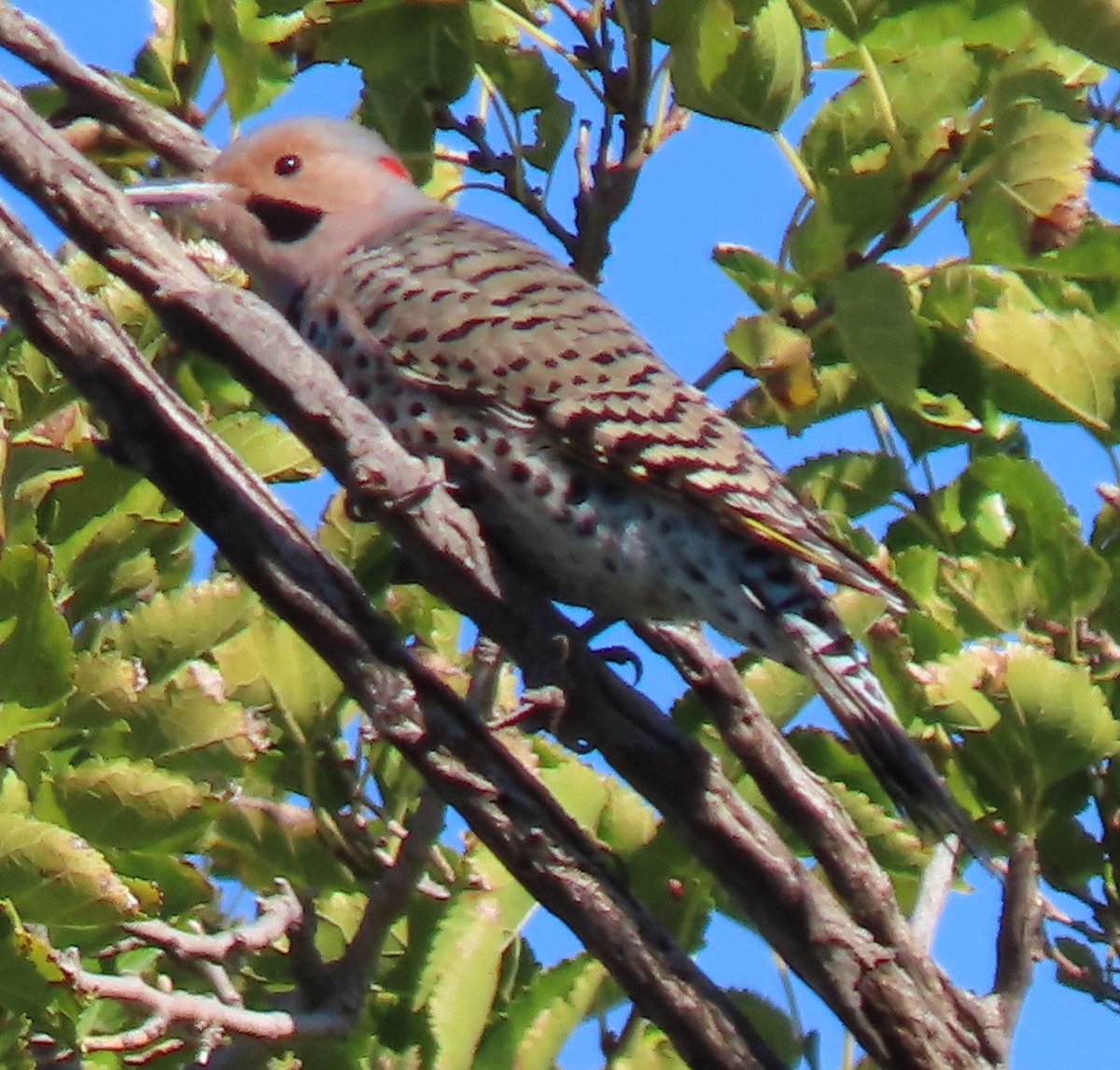 Northern Flicker - ML610293944