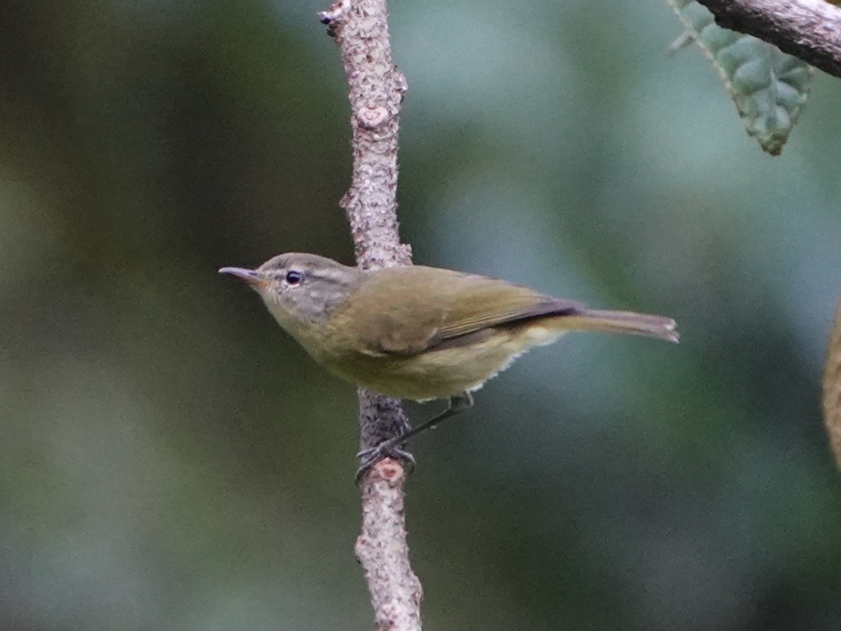 Timor Leaf Warbler (Flores) - Barry Reed