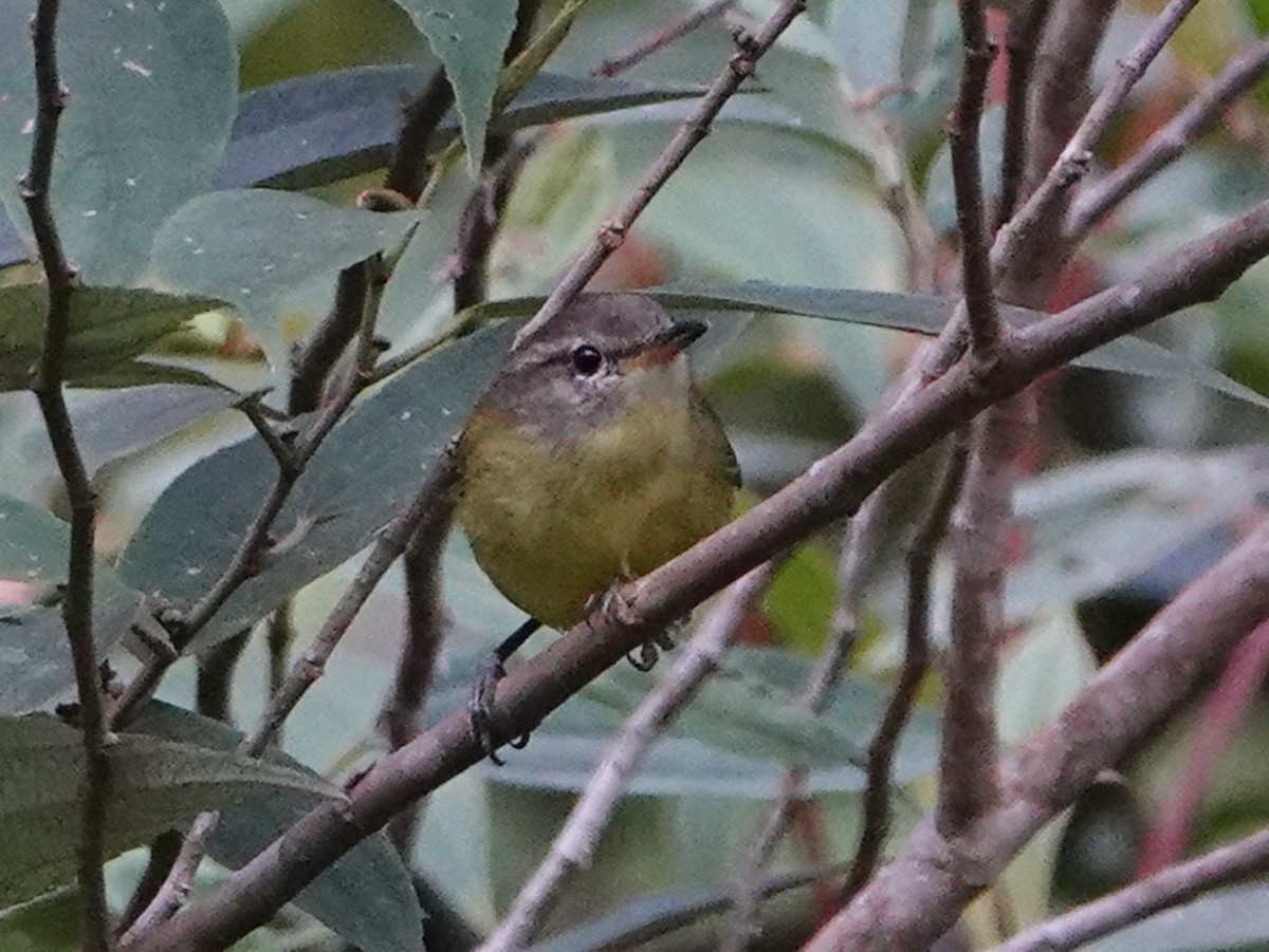 Timor Leaf Warbler (Flores) - Barry Reed