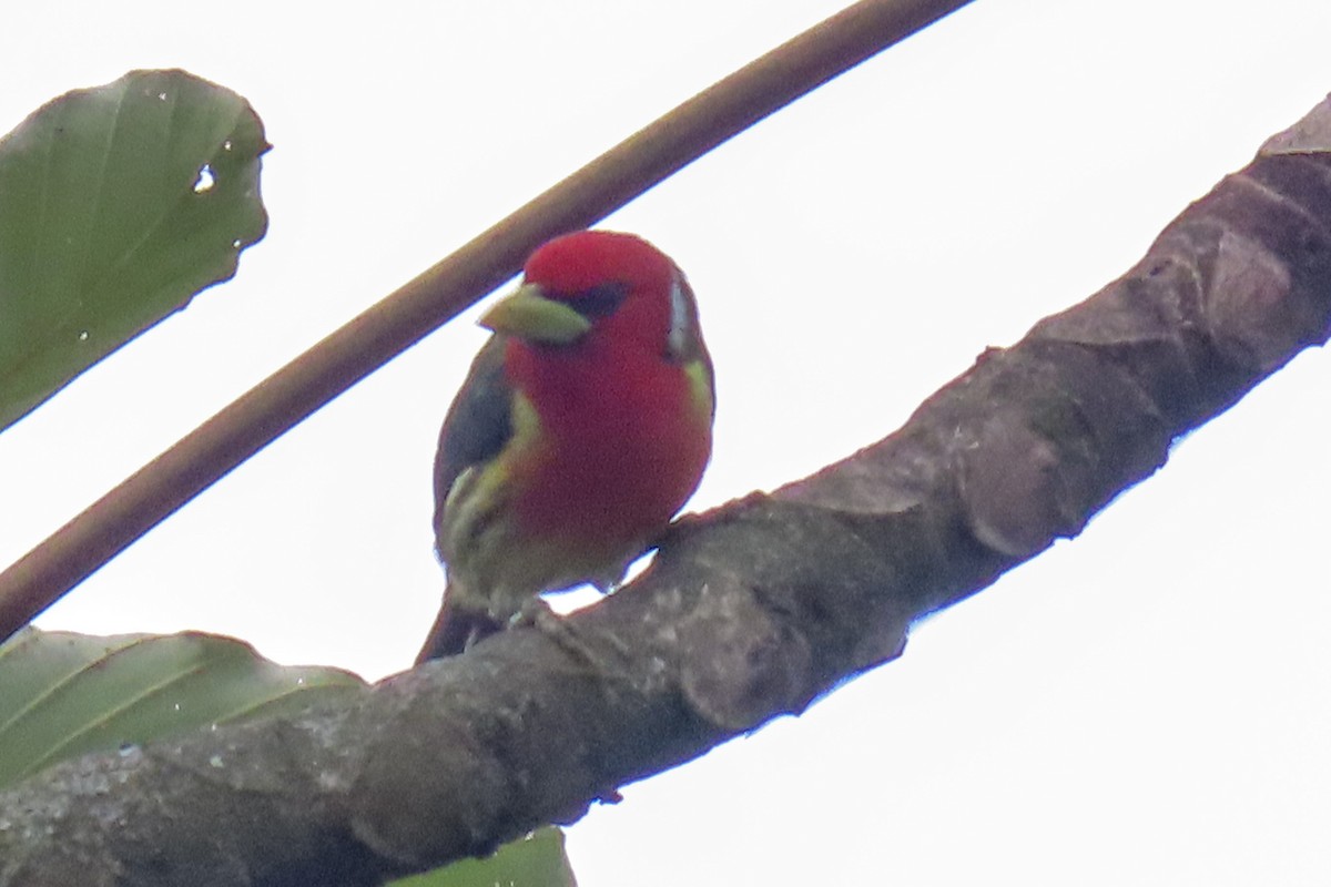 Red-headed Barbet - Raúl Castillo Albadan