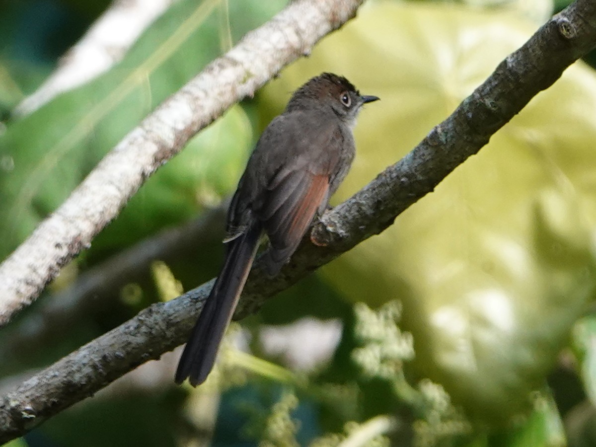 Brown-capped Fantail - ML610294012