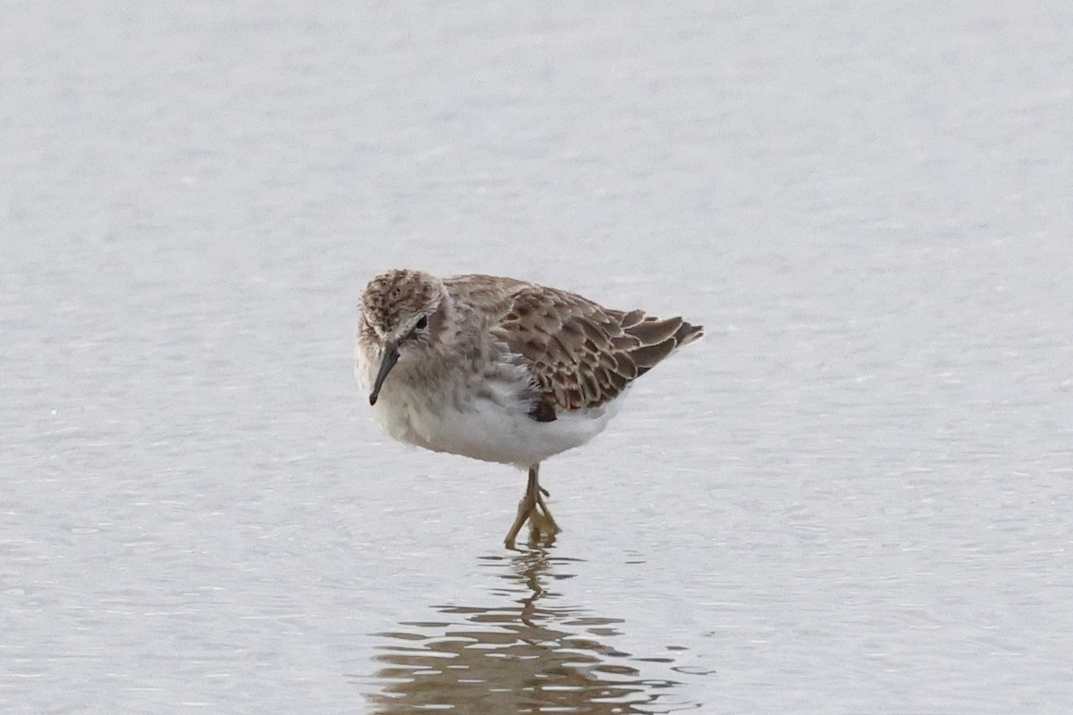 Least Sandpiper - ML610294170