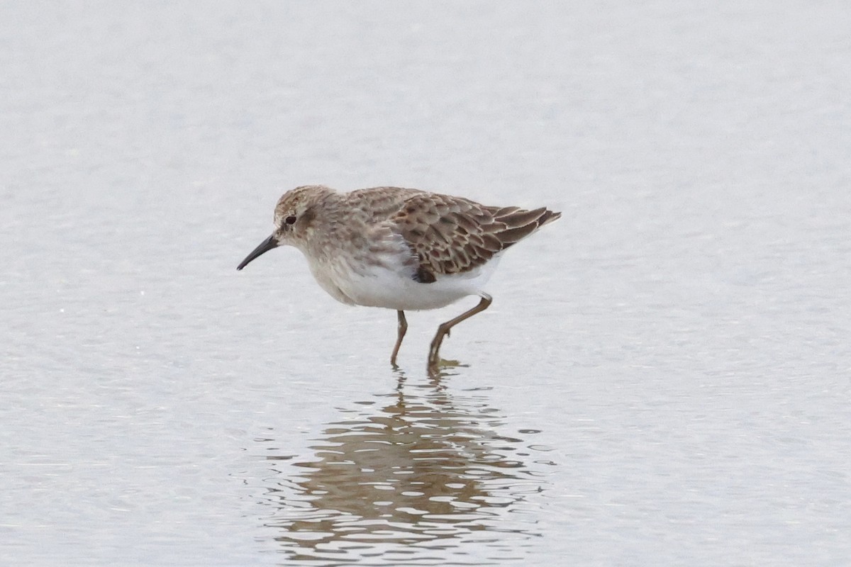 Least Sandpiper - ML610294171