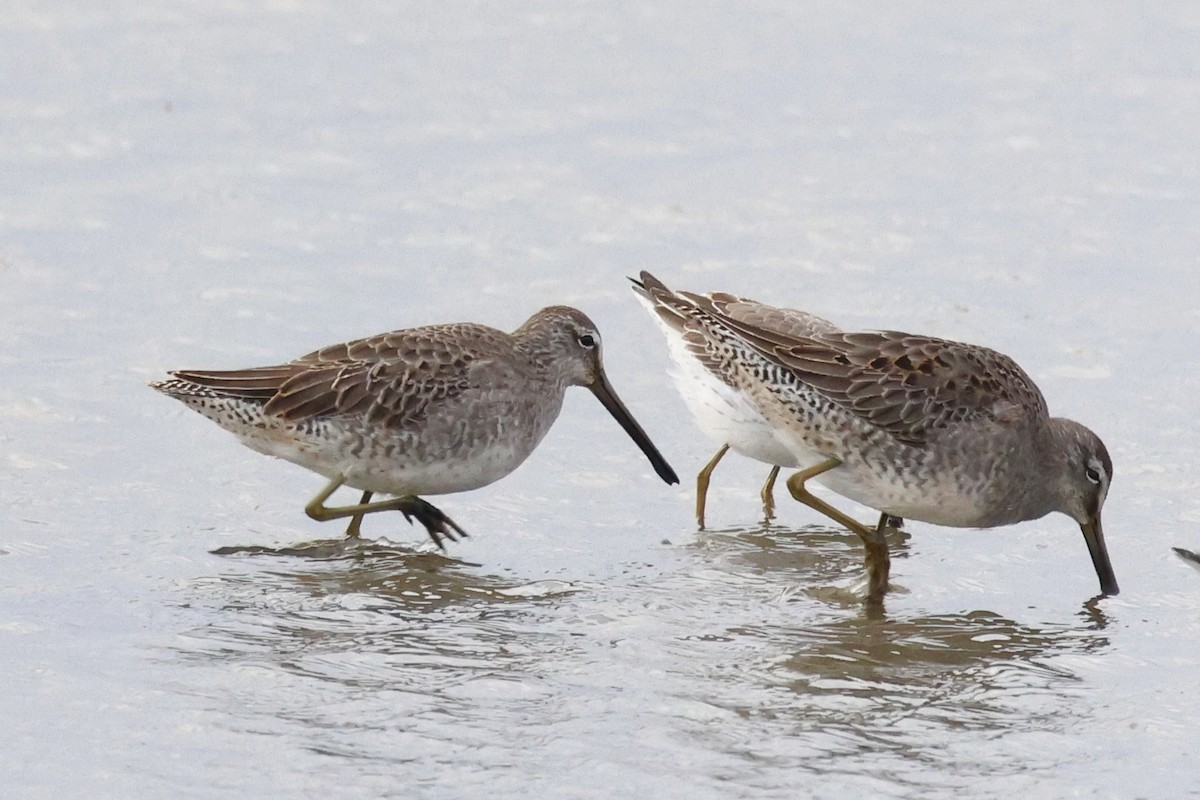 Long-billed Dowitcher - ML610294200