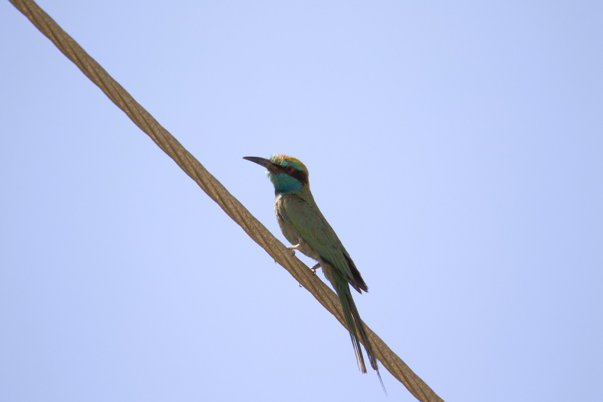 Arabian Green Bee-eater - ML610294234