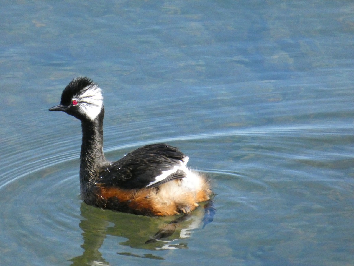 White-tufted Grebe - ML610294237