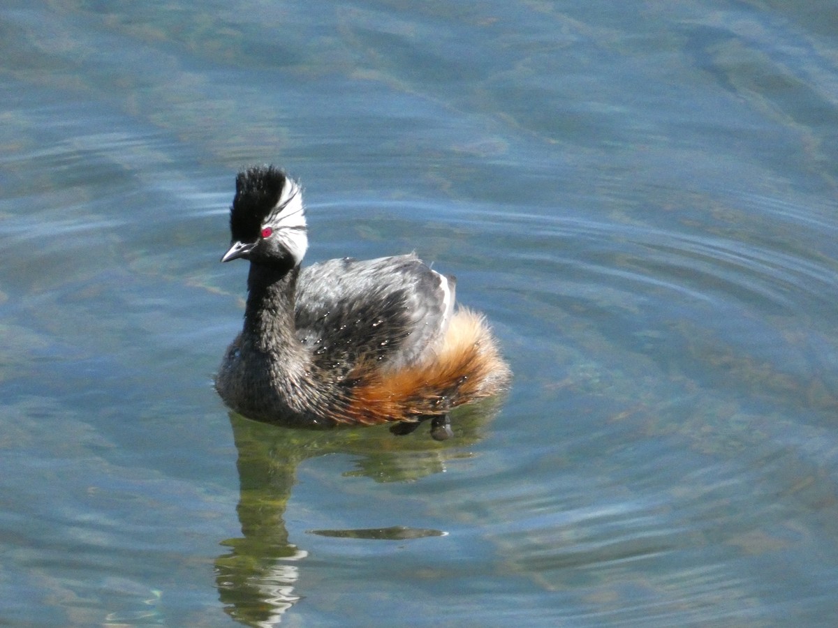 White-tufted Grebe - ML610294238