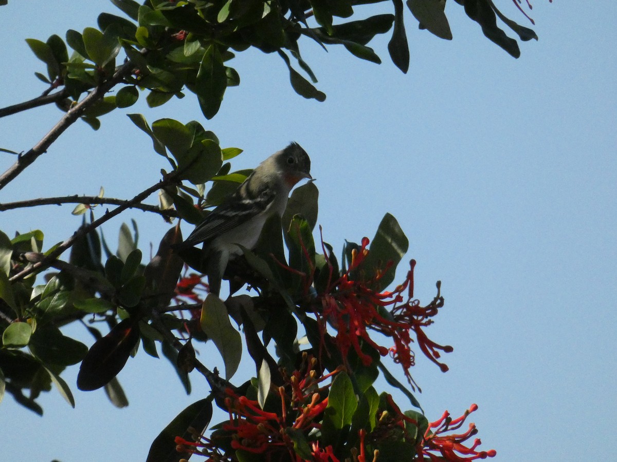 White-crested Elaenia - ML610294264