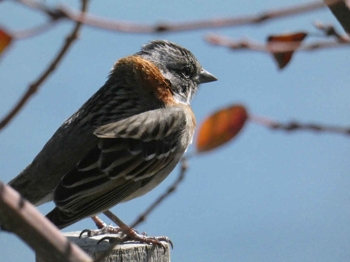 Rufous-collared Sparrow - ML610294297