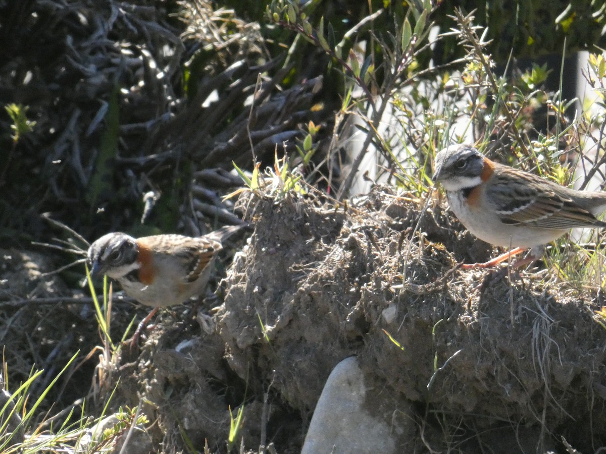 Rufous-collared Sparrow - ML610294298