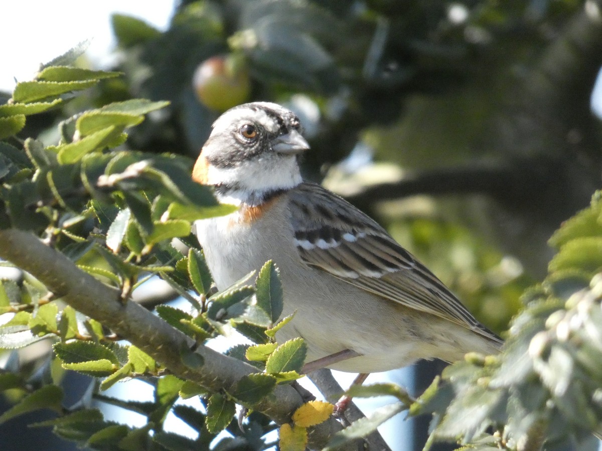 Rufous-collared Sparrow - ML610294299