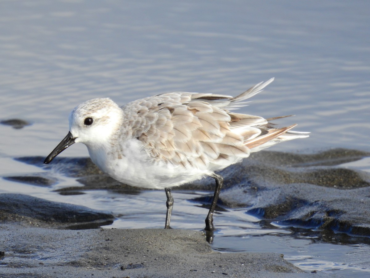 Sanderling - ML610294314