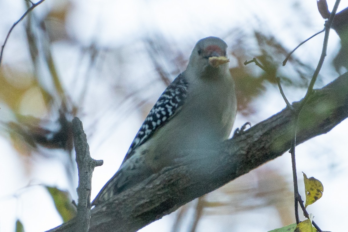 Red-bellied Woodpecker - Keith Lea