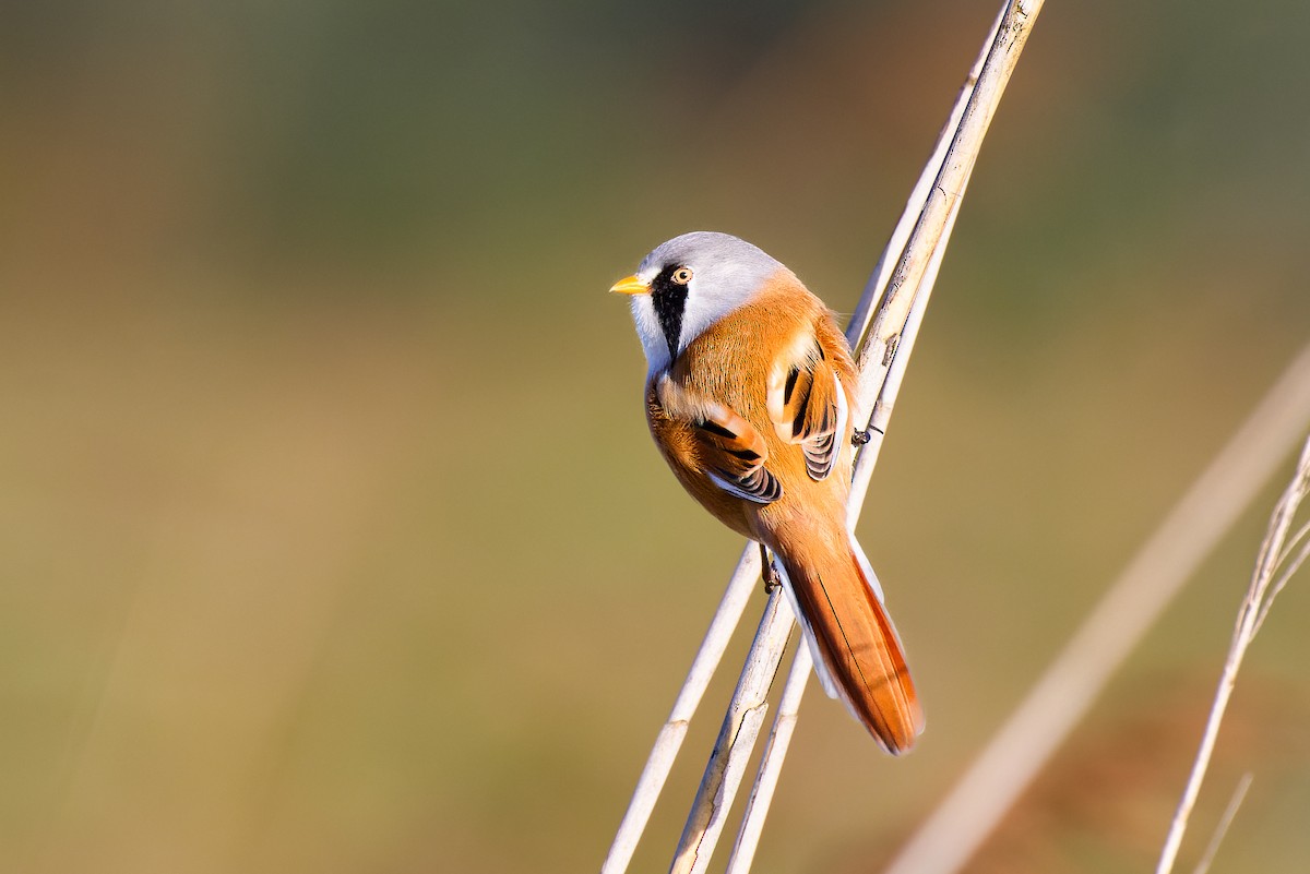 Bearded Reedling - Tim Emmerzaal
