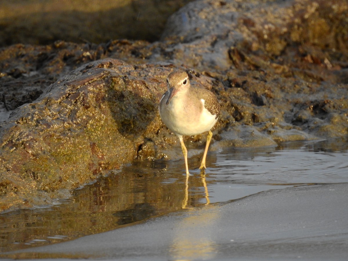 Spotted Sandpiper - ML610294369