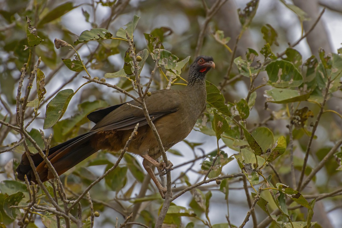 Chaco Chachalaca - Antonio Rodriguez-Sinovas