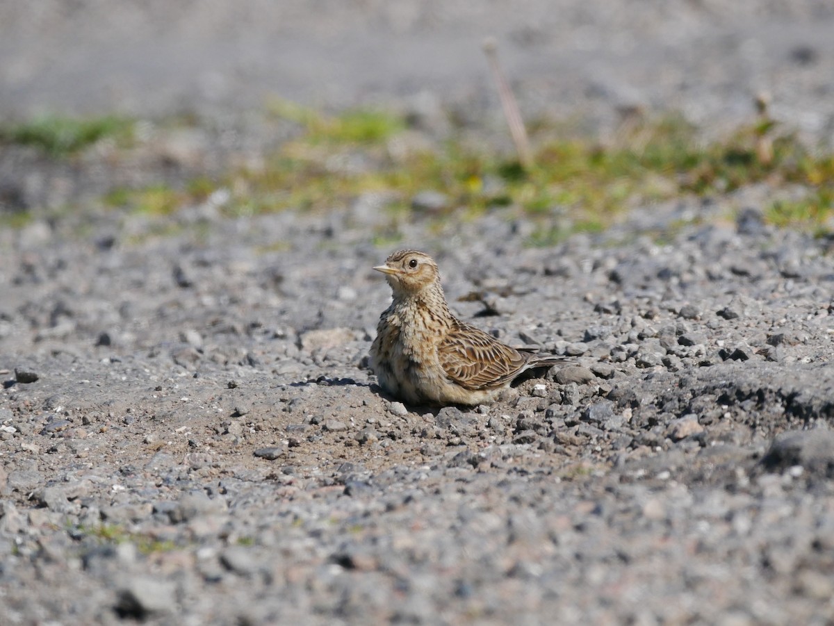 Eurasian Skylark - ML610294459