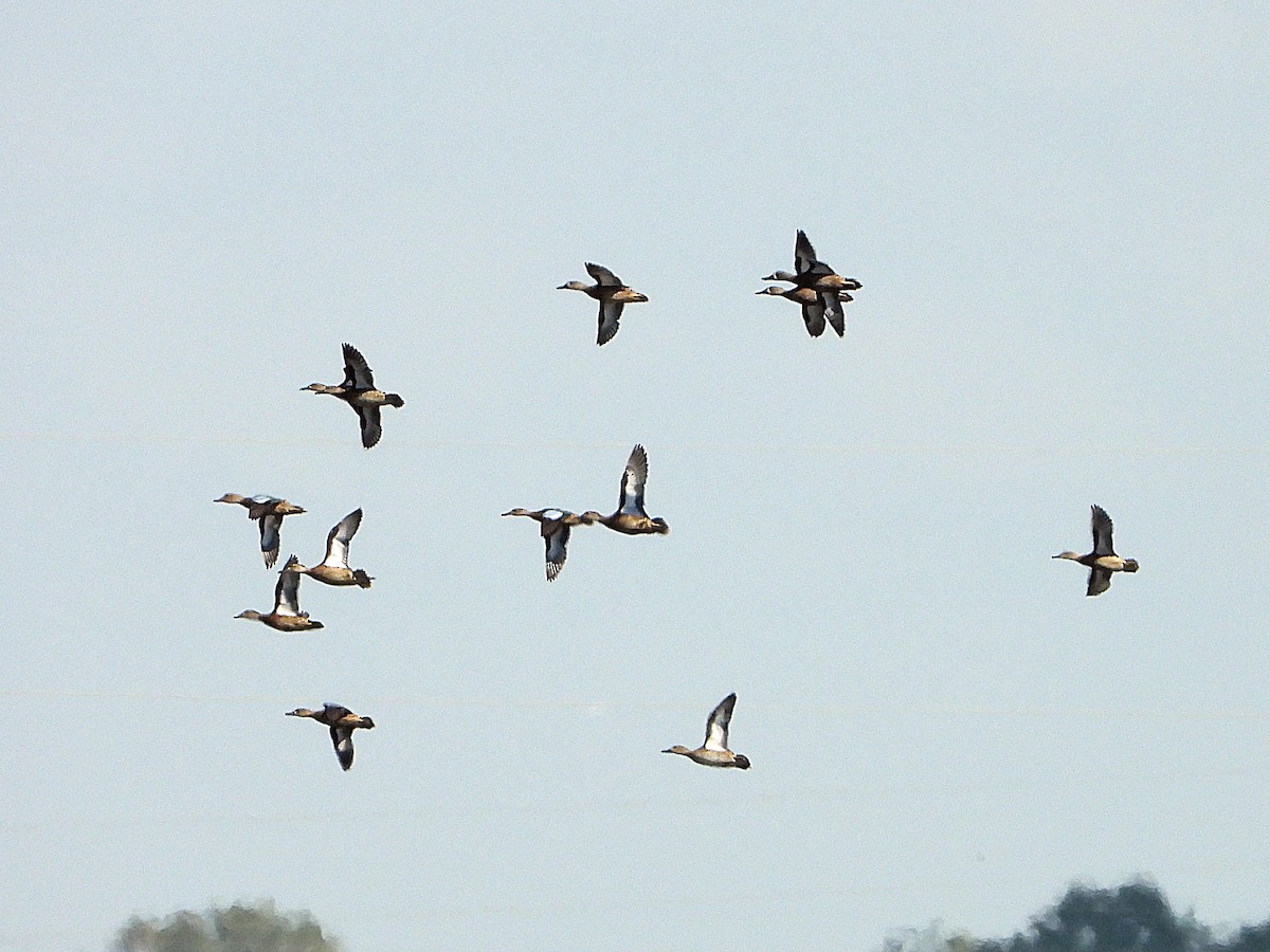 Blue-winged Teal - Michael Musumeche