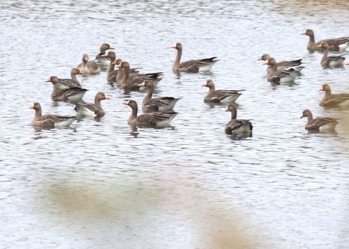 Greater White-fronted Goose - Terry Martin