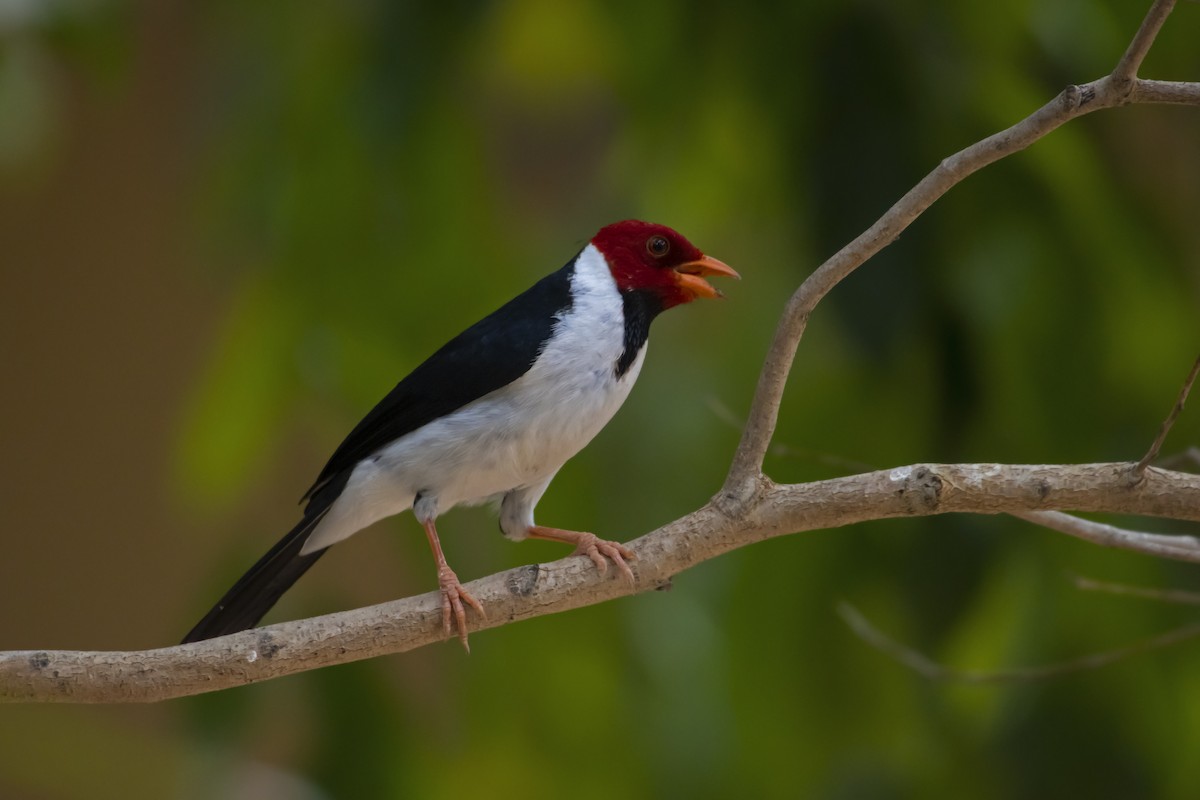 Yellow-billed Cardinal - Antonio Rodriguez-Sinovas