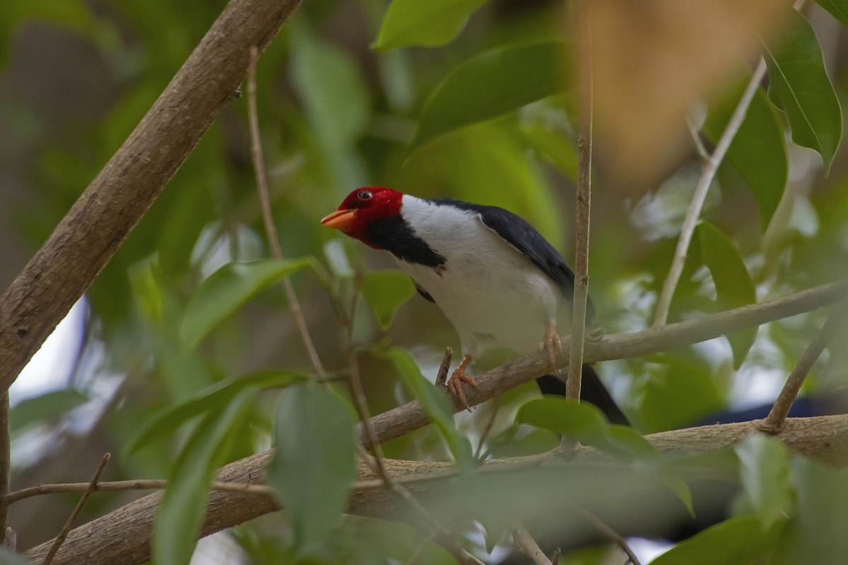 Yellow-billed Cardinal - Antonio Rodriguez-Sinovas