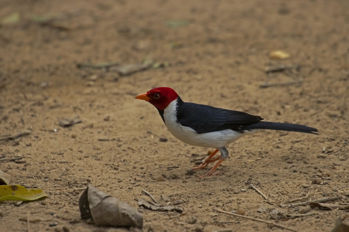 Yellow-billed Cardinal - Antonio Rodriguez-Sinovas