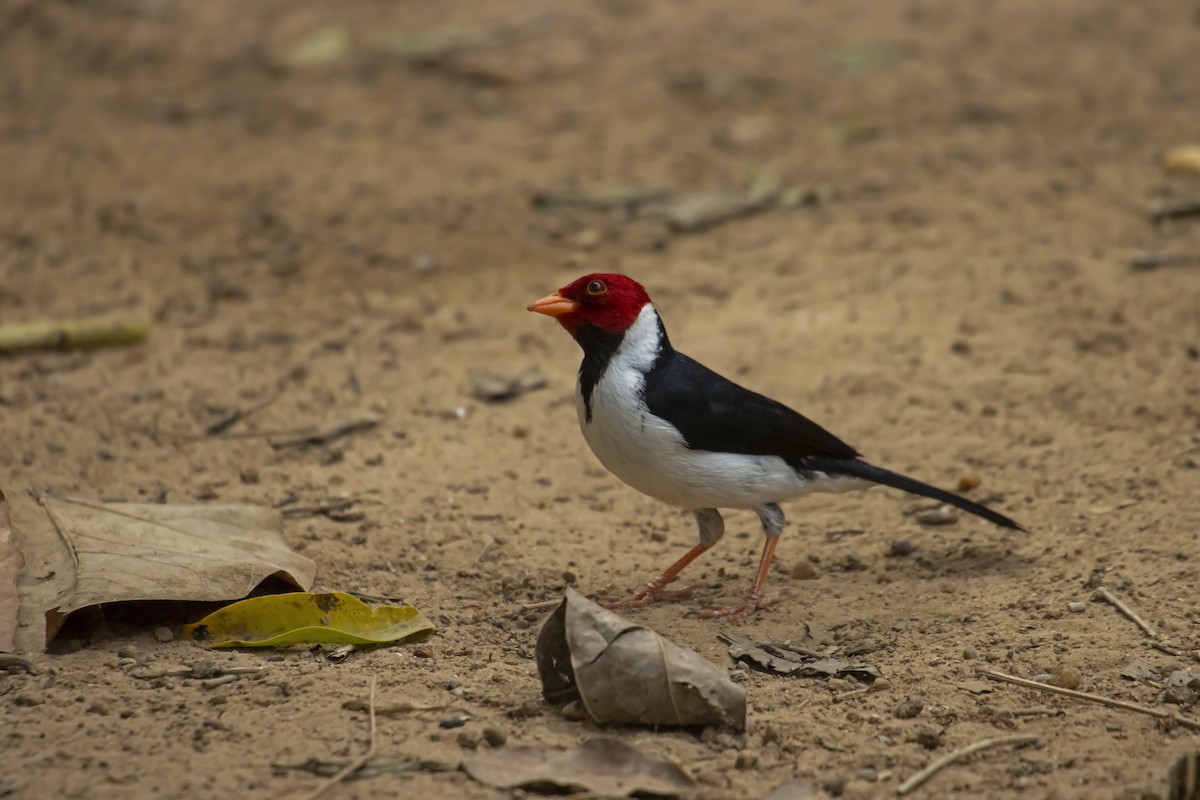 Yellow-billed Cardinal - Antonio Rodriguez-Sinovas