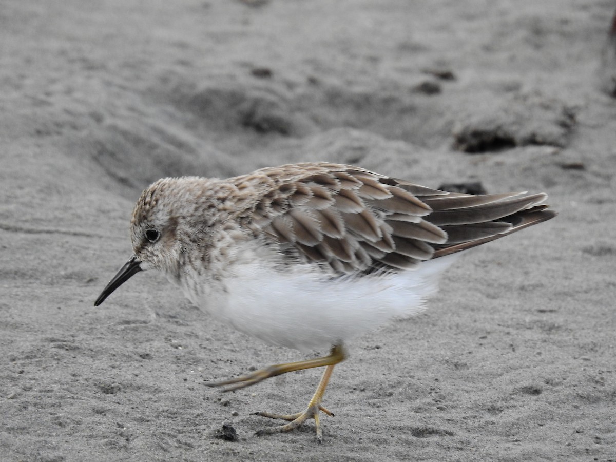 Least Sandpiper - ML610294534