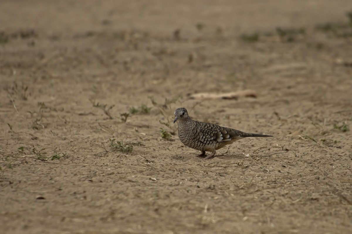 Scaled Dove - Antonio Rodriguez-Sinovas