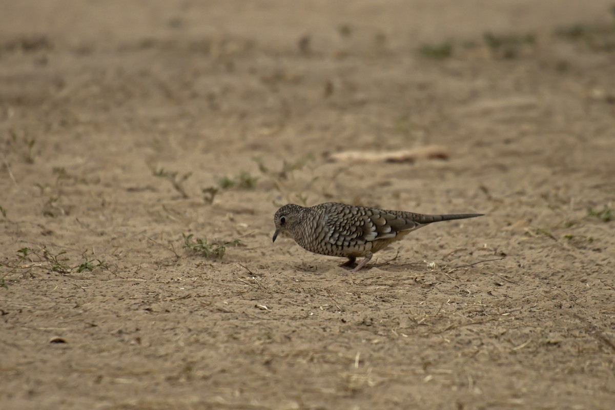 Scaled Dove - Antonio Rodriguez-Sinovas