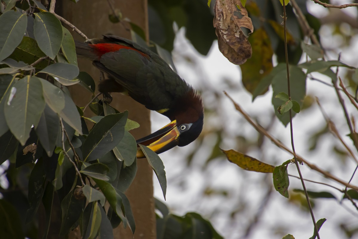 Chestnut-eared Aracari - ML610294574