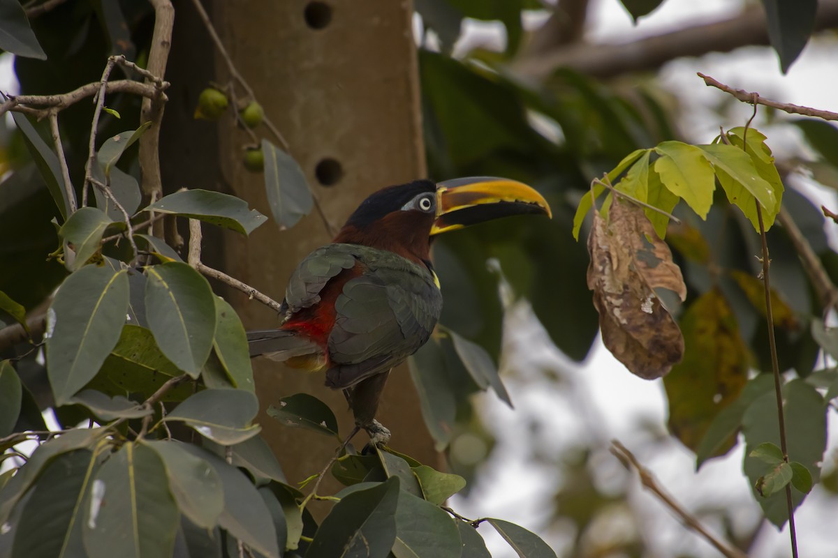 Chestnut-eared Aracari - ML610294575