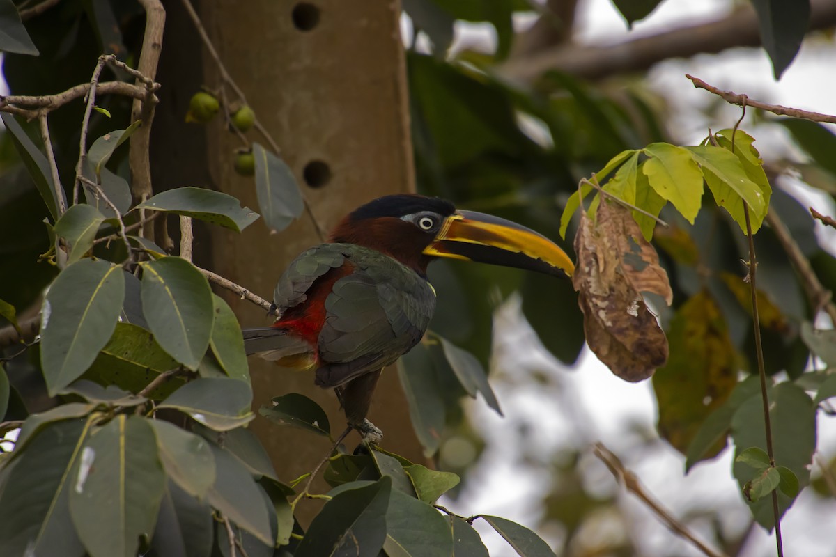 Chestnut-eared Aracari - ML610294576