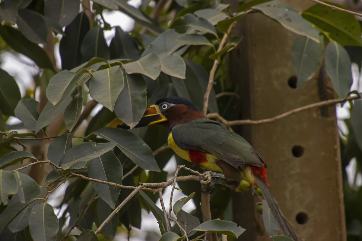 Chestnut-eared Aracari - ML610294578