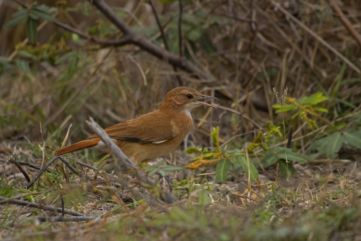 Rufous Hornero - Antonio Rodriguez-Sinovas