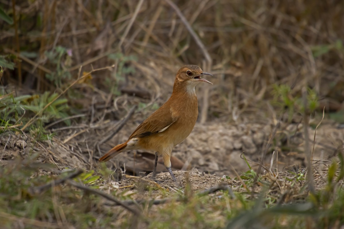 Rufous Hornero - Antonio Rodriguez-Sinovas