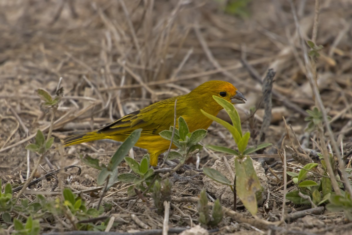 Saffron Finch - Antonio Rodriguez-Sinovas