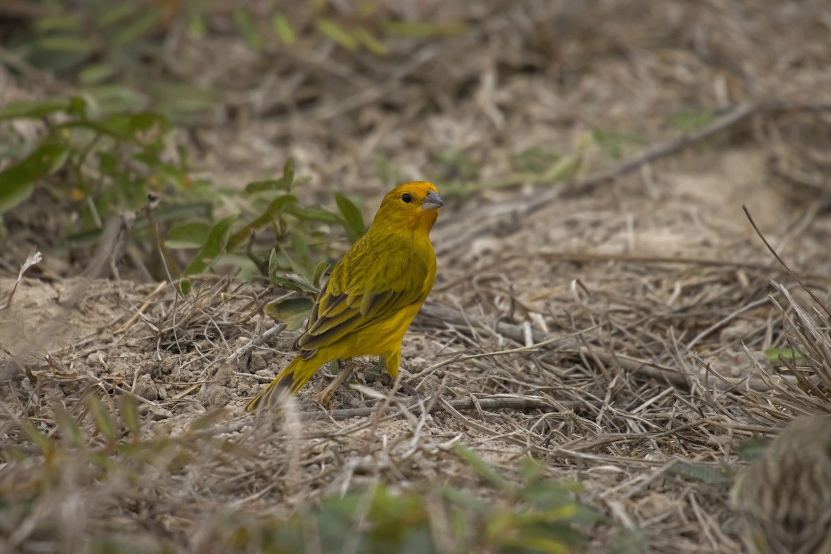 Saffron Finch - Antonio Rodriguez-Sinovas
