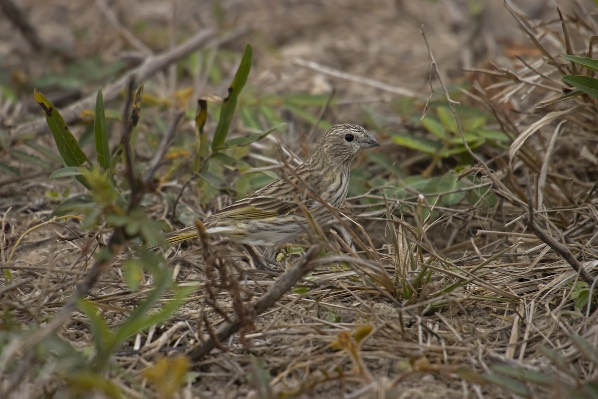 Saffron Finch - Antonio Rodriguez-Sinovas