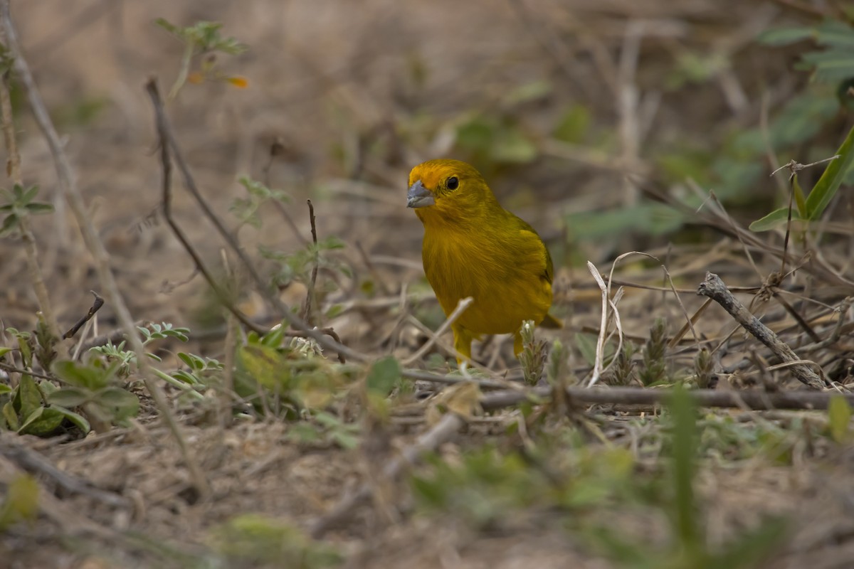 Saffron Finch - Antonio Rodriguez-Sinovas