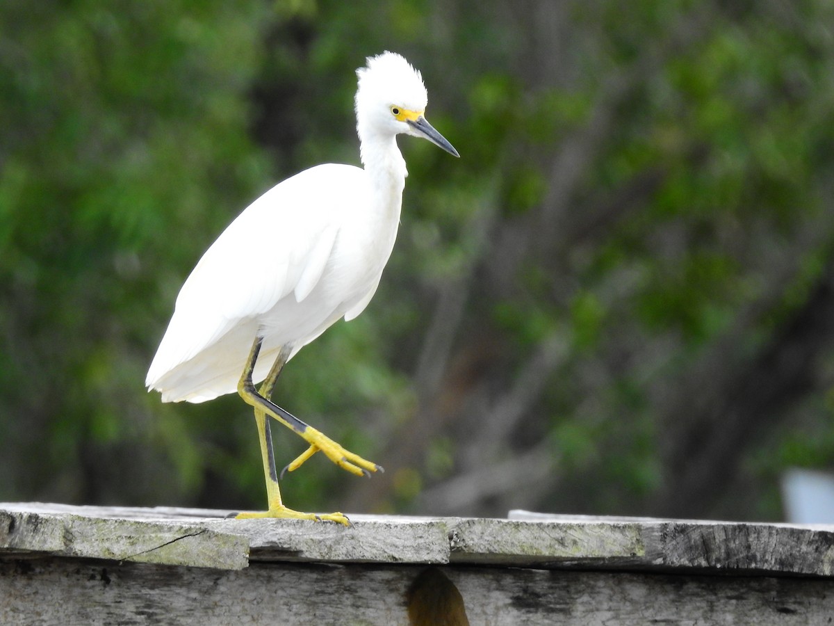 Snowy Egret - ML610294620