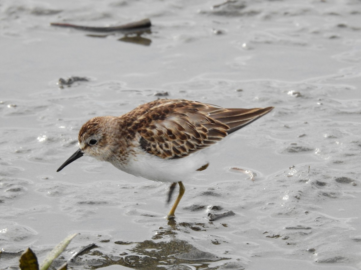 Least Sandpiper - ML610294632