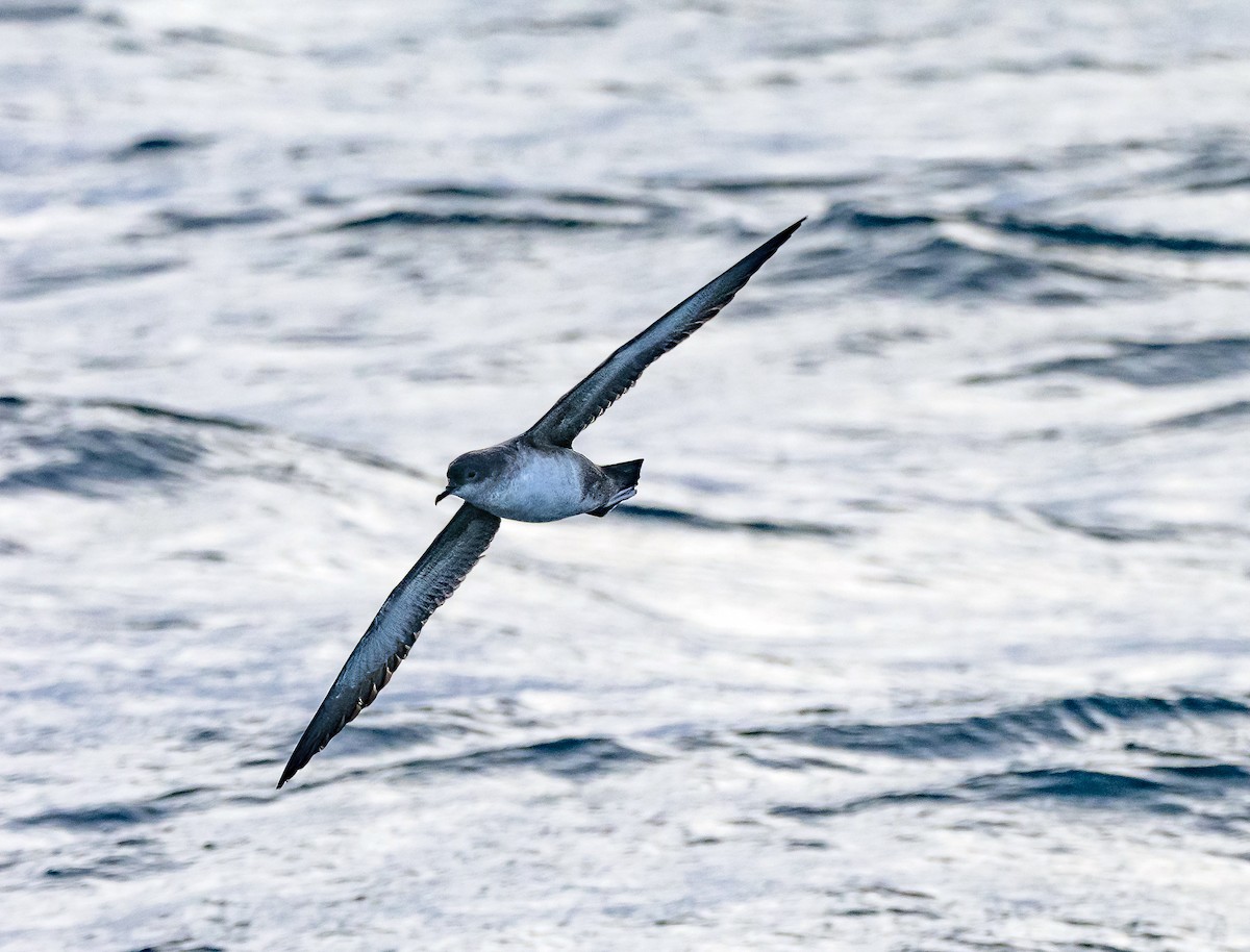 Balearic Shearwater - ML610294634