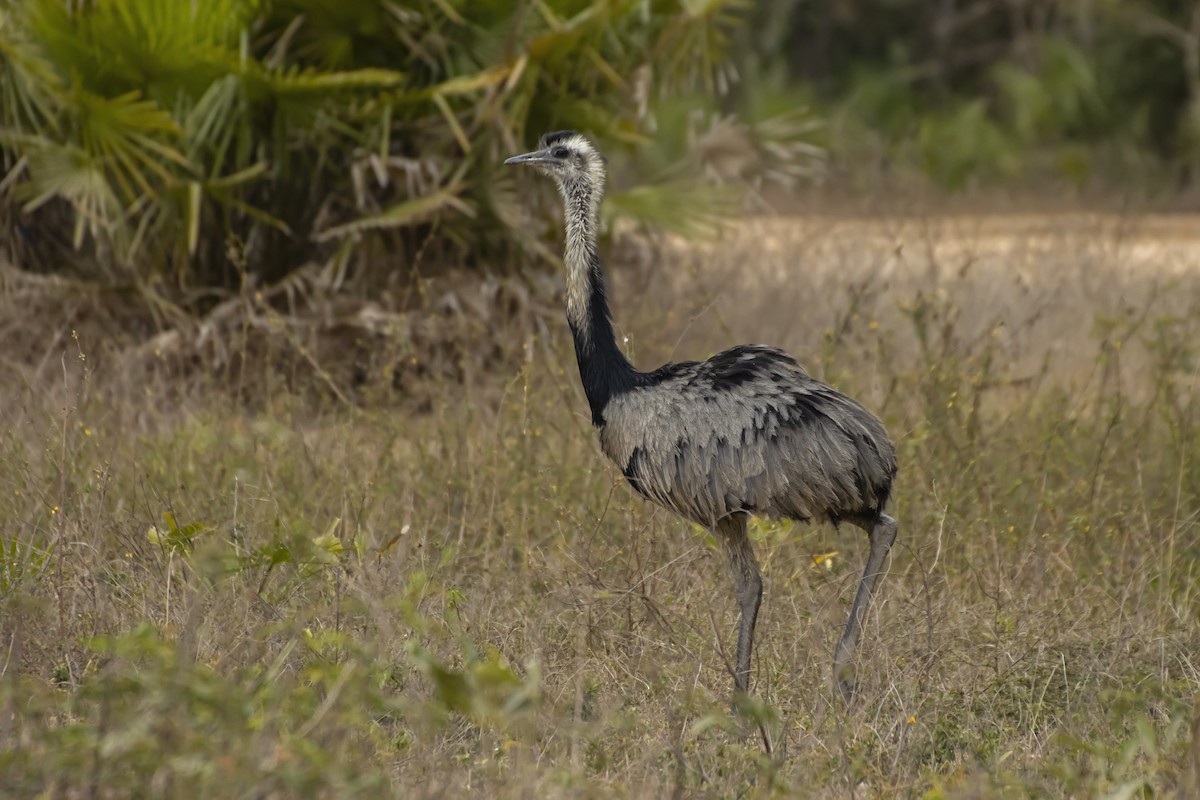 Greater Rhea - ML610294648