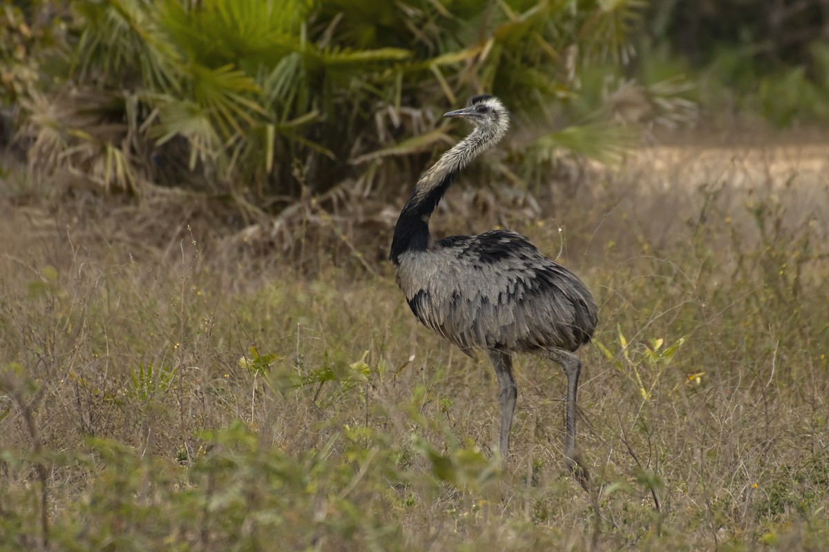 Greater Rhea - Antonio Rodriguez-Sinovas