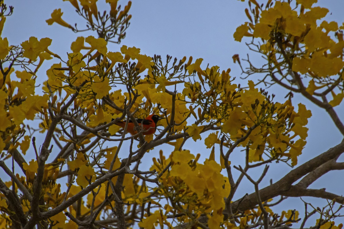 Orange-backed Troupial - Antonio Rodriguez-Sinovas