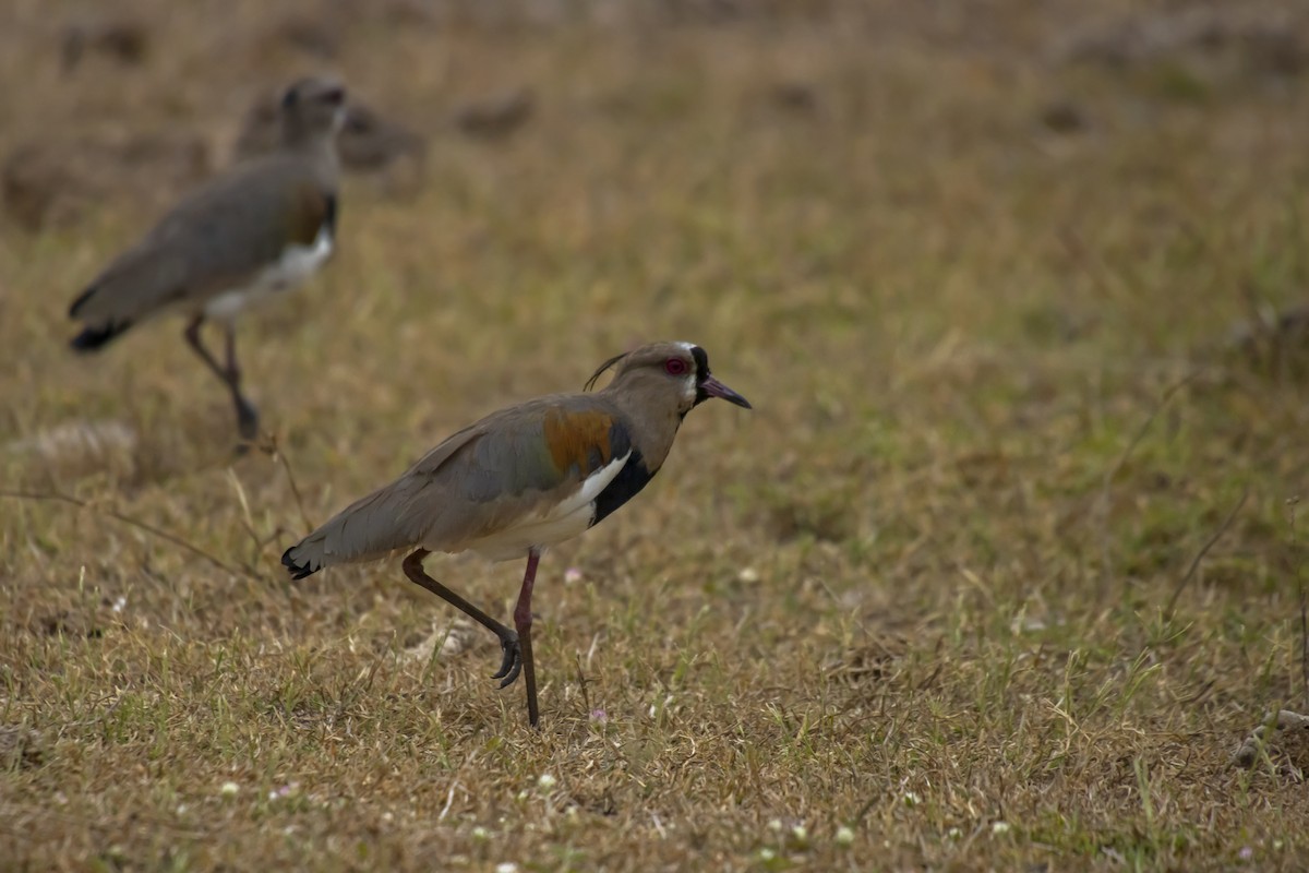 Southern Lapwing - Antonio Rodriguez-Sinovas