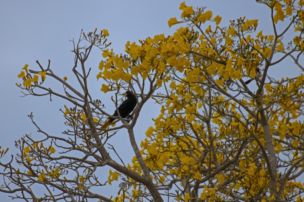 Crested Oropendola - Antonio Rodriguez-Sinovas